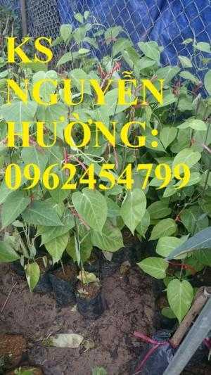 Cung cấp cây giống chanh leo ngọt colombia, chanh leo ngot, cung cấp cây giống toàn quốc