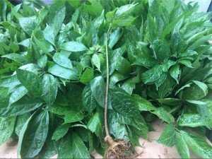 Cây giống Tam Thất Bắc