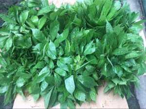 Cây giống Tam Thất Bắc