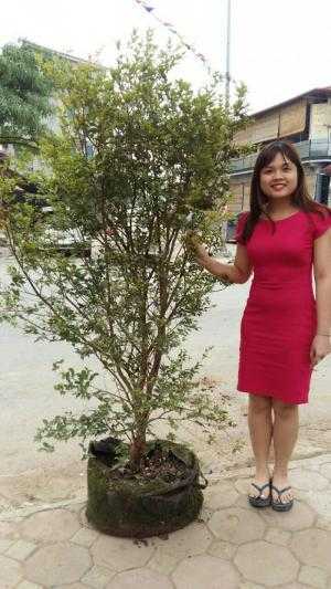 Cung cấp nho thân gỗ, cây nho đất, nho Jabuticaba, nhiều kích cỡ, giá ưu đãi, giao hàng toàn quốc