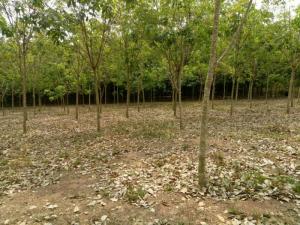 Bán 3,2 Ha Đất Vườn Tân Phước Đồng Phú Bình Phước