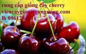 Cây giống cherry, cherry brazil, cherry nhiệt đới, cherry anh đào, giống cây cherry