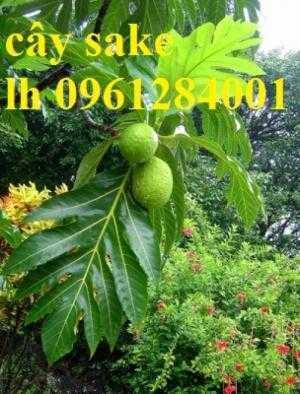Cây sa kê, cung cấp cây giống sa kê chiết, sa kê ghép, sake, cây giống chất lượng cao
