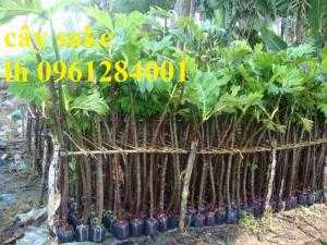 cây giống sa kê