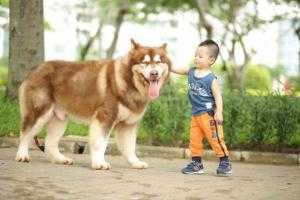 Dịch vụ phối giống Alaska nâu đỏ đẹp tại TP.HCM