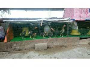 Gà rừng cảnh, thịt