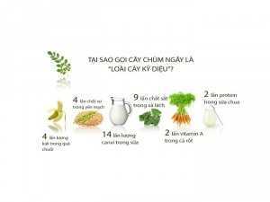 Cây giống chùm ngây