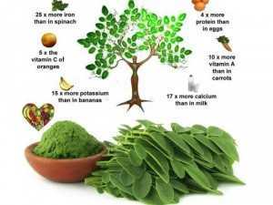 Cây giống chùm ngây