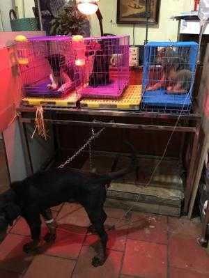 Dịch vụ chữa bệnh và tiêm chủng chó mèo