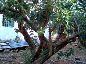 Bán cây cảnh