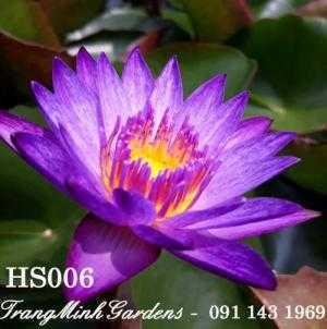 Hoa súng Thái Lan Linsey Wood