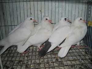 Bán bồ câu