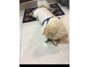Nhật lai phóc sóc, lông xù, giống đực