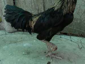 Gà lai giáp 2kg1.có nước nuôi