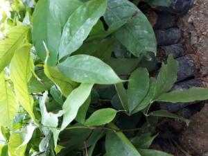 Giống.cây.vàng.anh