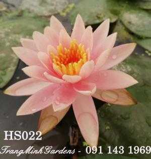 Hoa súng Thái Lan Gregg's Orange of Beauty (Hoa súng thái lan màu hồng tươi)