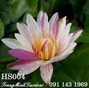 Hoa súng Úc Pink Diamond (Hoa súng úc màu tím sọc)