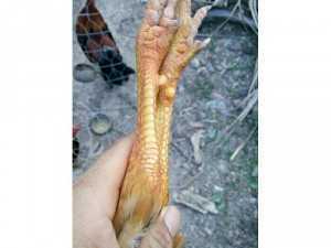 Khet vang 1.3kg