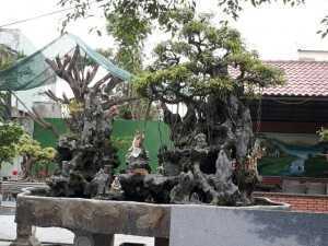 Cây kiểng