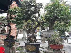 Cây kiểng