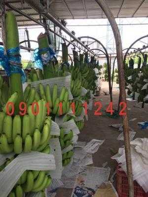 Mút xốp lót chuối tại TpHCM, Bình Dương, Đồng Nai