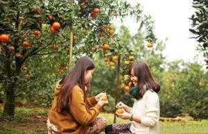 Chương Trình Du Lịch Cần Thơ Hè 2018