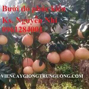 Mua cây giống bưởi đỏ Phúc Kiến, bưởi vàng Phúc Kiến