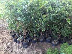 cây giống nho thân gỗ