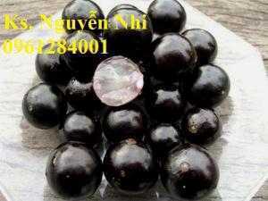 quả nho thân gỗ