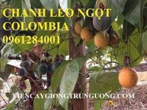 chanh leo ngọt colombia