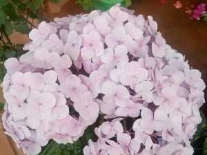 Mang đà lạt về nhà bạn