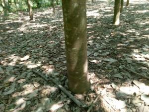 Bán 12,6 Ha Cao Su Tân Lợi Đồng Phú Bình Phước