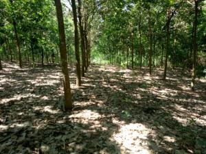 Bán 12,6 Ha Cao Su Tân Lợi Đồng Phú Bình Phước