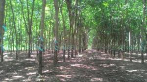 Bán 93 Ha Cao Su Hớn Quản Bình Phước