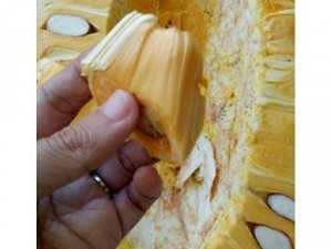 Lực phạm chuyên đổ buôn số lượng lớn
