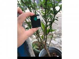 Định vị mini thông minh A8