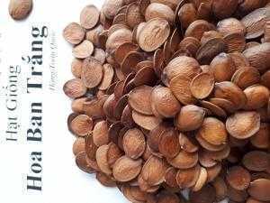 Ban.trắng