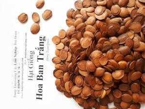Hạt.giống.hoa.ban.tây.bắc