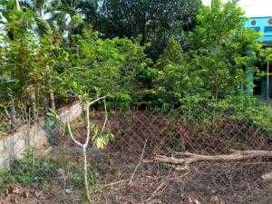 Đất 8m x 78m đường bàu lách ấp 4 xã Phạm Văn Cội, Củ Chi