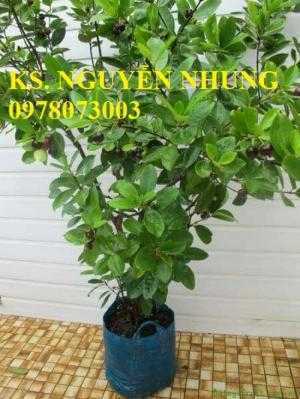Giống cây cherry Brazil, cây giống nhập khẩu, uy tín, chất lượng, năng suất cao