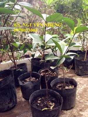 Giống cây cherry Brazil, cây giống nhập khẩu, uy tín, chất lượng, năng suất cao