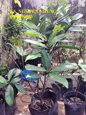 Giống cây cherry Brazil, cây giống nhập khẩu, uy tín, chất lượng, năng suất cao