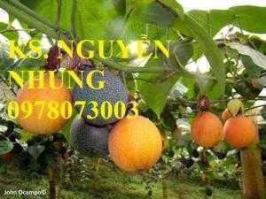 Bán cây giống chanh leo ngọt Colombia, siêu ngọt, chuẩn giống, địa điểm bán giống uy tín, chất lượng
