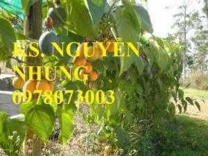 Bán cây giống chanh leo ngọt Colombia, siêu ngọt, chuẩn giống, địa điểm bán giống uy tín, chất lượng