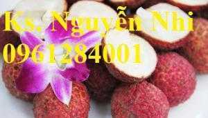 Chuyên cung cấp giống cây vải không hạt, kỹ thuật trồng cây vải không hạt, cây giống uy tín, chất lượng cao