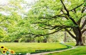 Tranh phong cảnh - gach tranh 3d