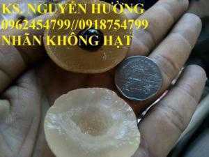 Bán giống cây nhãn không hạt chuẩn giống nhập khẩu, giao cây toàn quốc,