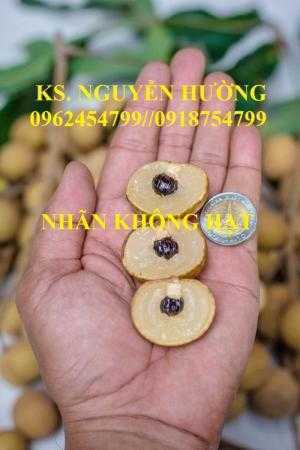 Bán giống cây nhãn không hạt chuẩn giống nhập khẩu, giao cây toàn quốc,