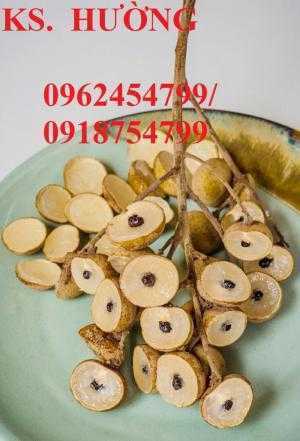 Bán giống cây nhãn không hạt chuẩn giống nhập khẩu, giao cây toàn quốc,