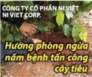 Thuốc trừ nấm phòng và trị bệnh trên cây phong lan